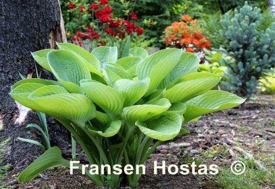 Hosta World Cup